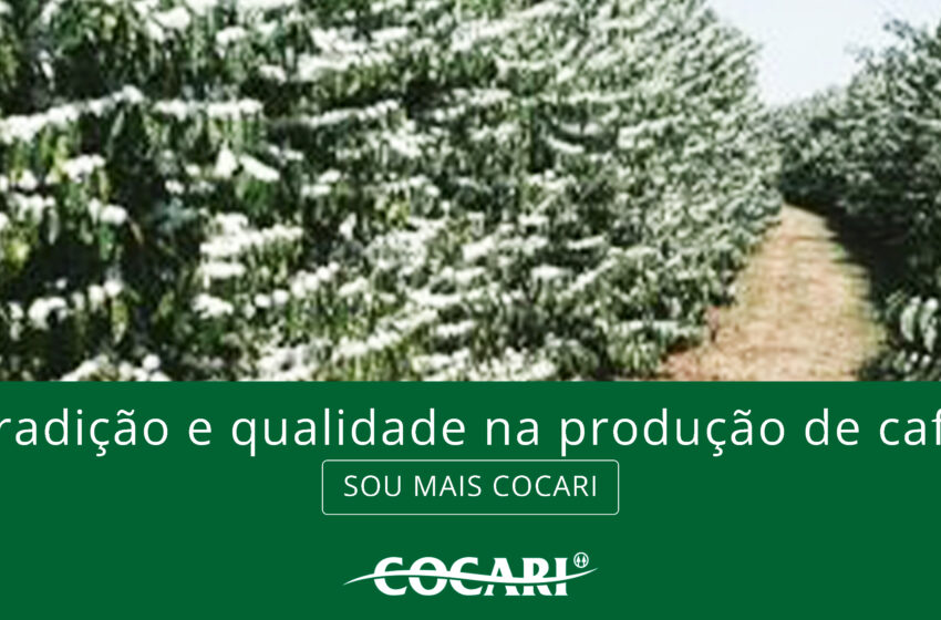  Cocari: tradição e qualidade na produção de café