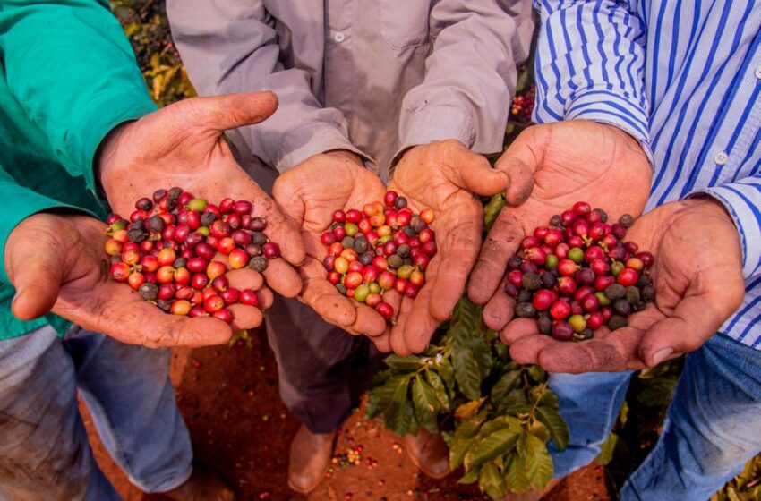  Mandaguari sedia 19º Encontro dos Cafeicultores nesta sexta-feira