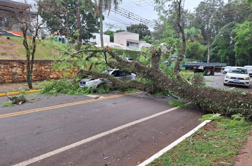  Susto: árvore cai em cima de carro em Apucarana