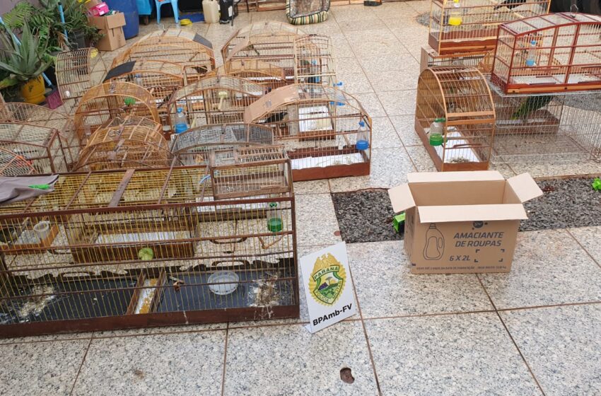  Crime de tráfico de aves é registrada pela PM em Arapongas