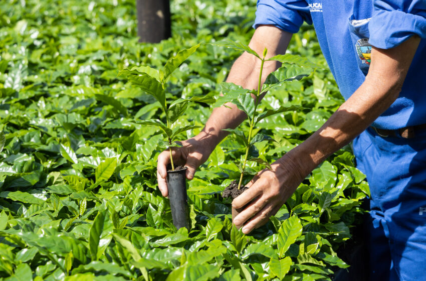  Prefeitura prepara 165 mil mudas de café para repasse aos produtores