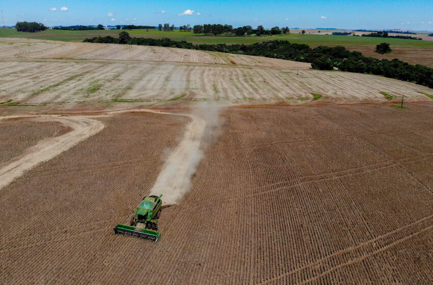  Primeira safra de feijão tem aumento de 55% de área plantada no Paraná