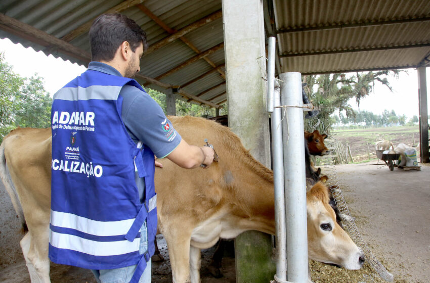  Veterinários devem se recadastrar na Adapar para atuar contra brucelose e tuberculose