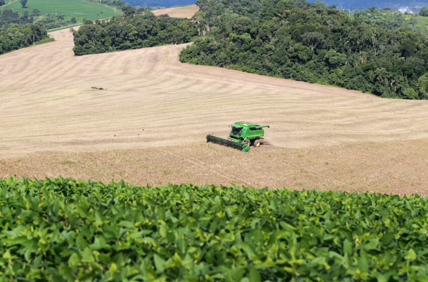  Área semeada e clima mantêm boas expectativas para o feijão, aponta boletim do Deral