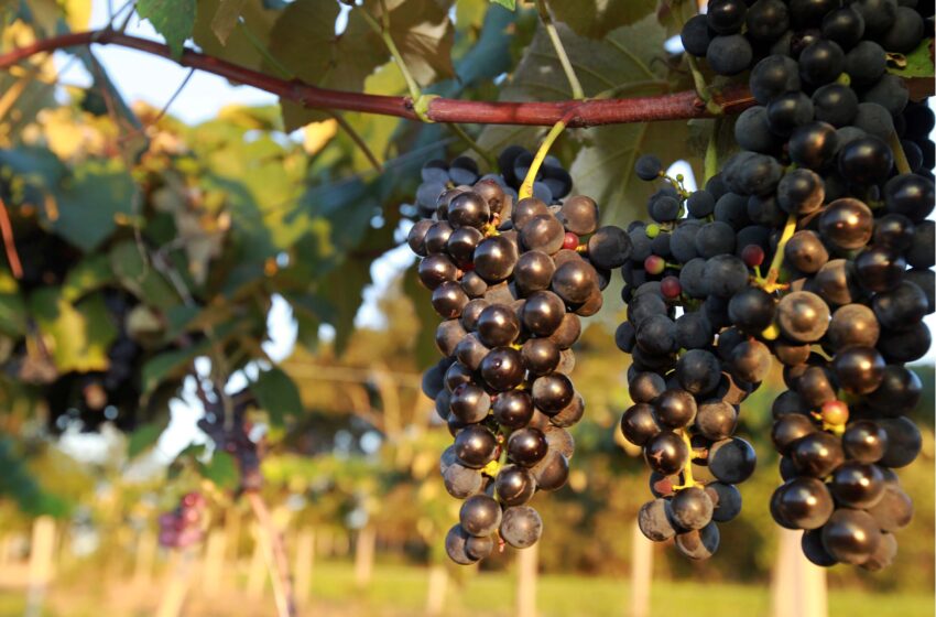  Produtores podem se inscrever para participar da Rota Uva e Vinho Paraná