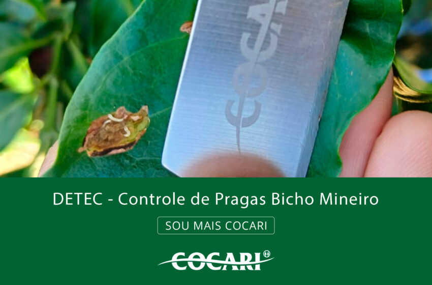  Bicho-mineiro: conheça os desafios e as soluções para proteger seu café