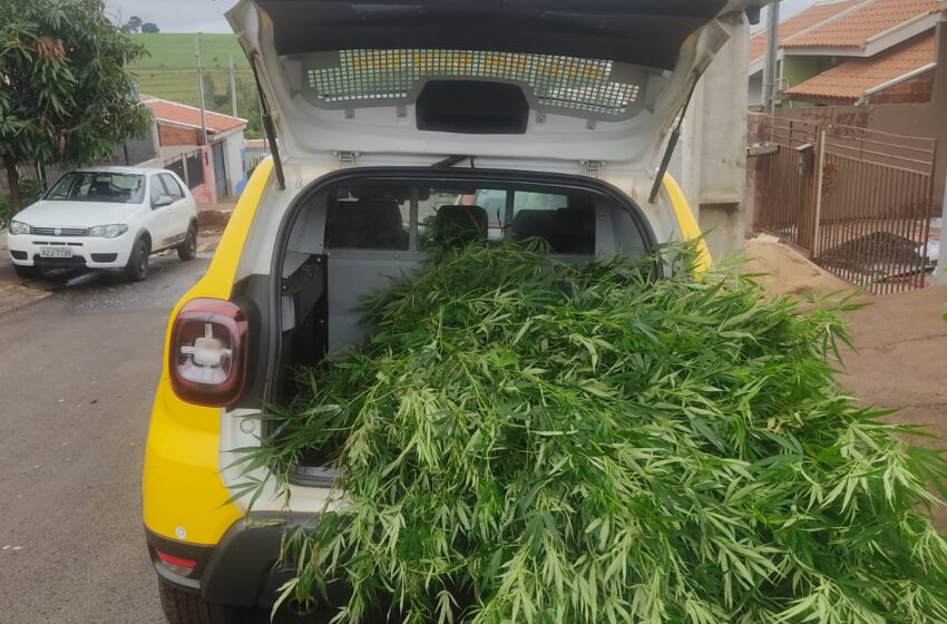  PM encontra pés de maconha em Cambira; um homem foi preso