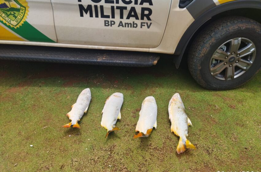  Polícia Ambiental multa morador de Rio Branco do Ivaí por crime ambiental