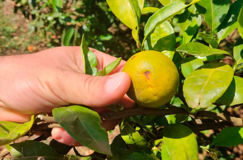  Na luta contra o greening, Paraná erradicou mais de 200 mil plantas no Noroeste