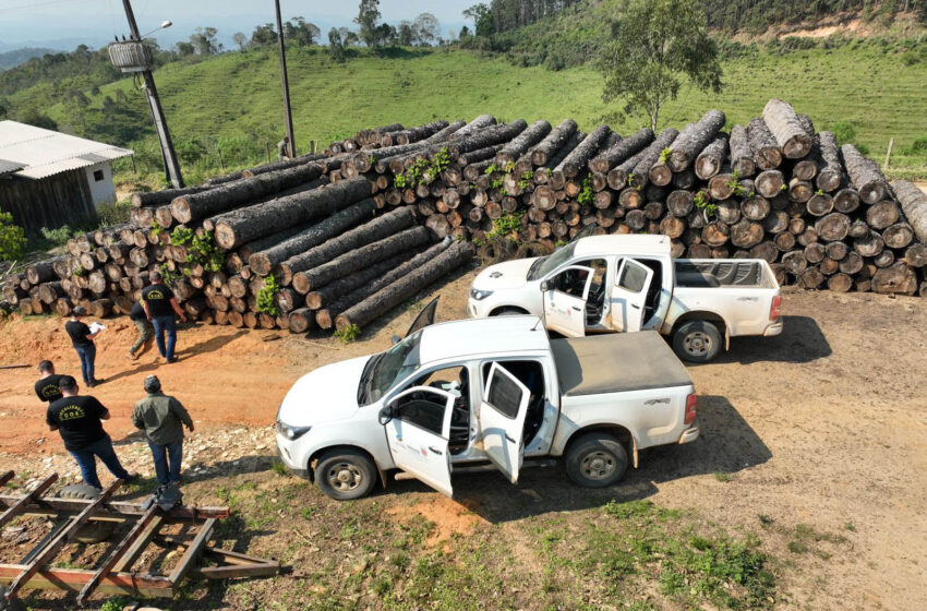  Multa por crimes ambientais cresce 24% no Paraná entre janeiro e novembro de 2024