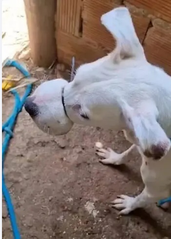  Cadela tem boca amarrada com lacre de segurança e é resgatada por PM