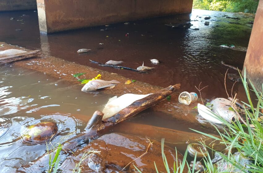  Peixes são encontrados mortos no Lago Jaboti em Apucarana