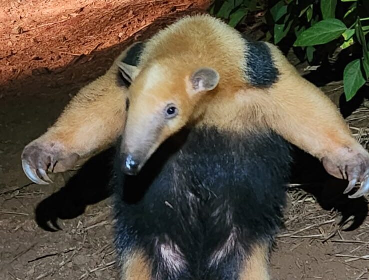  Tamanduá entra em encanamento e é resgatado em Arapongas