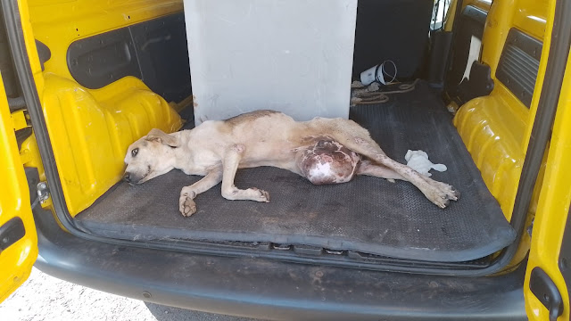  Cachorro que comoveu moradores de Borrazópolis, não resiste e morre