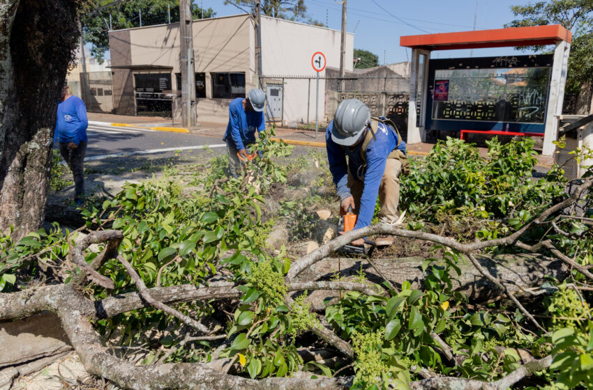  Apucarana promove manutenção da arborização no percurso da “Prova 28”