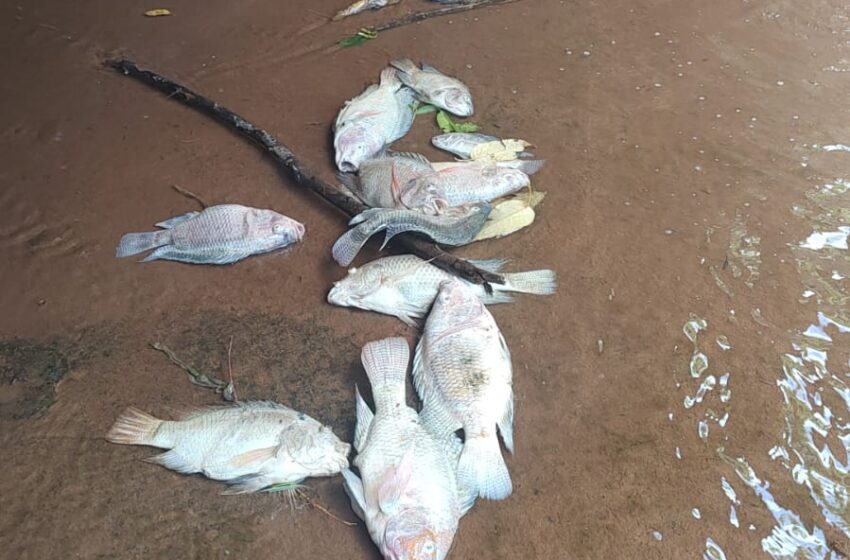  SEMA descarta crime ambiental como causa da morte de peixes no Jaboti