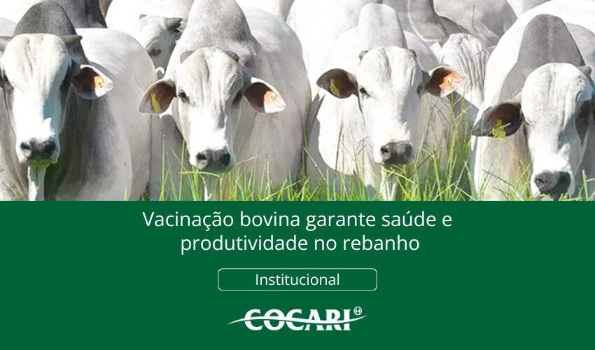  Vacinação bovina garante saúde e produtividade no rebanho